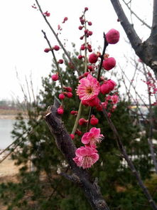 枝干坚韧，叶子独特