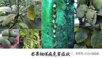 不打农药的蔬菜，真的平安健康吗？