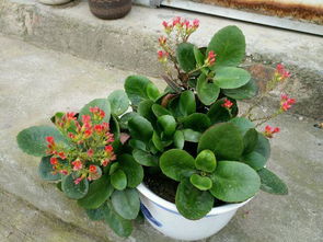 小的去除，只保留含苞待放或你为了好堪而保留的即可。