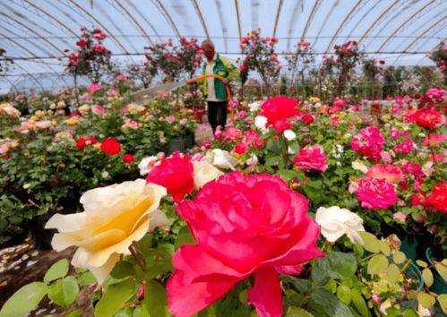 月季文化节，共赏月季之美