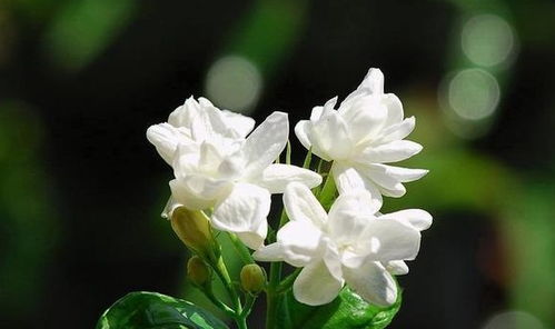 茉莉花一周浇几次水比较合适？需要特别注意哪些养殖方法