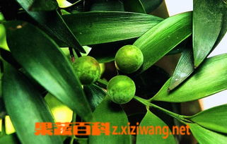 二、竹柏叶子发黄的处理方法，快来学学吧！