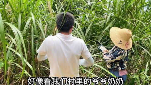 燕子掌掉叶子失去家园怎么办？如何帮助它重新适应新环境