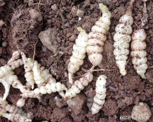 一、山茶油渣发霉后的成分变化