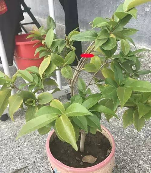 茶花移栽时如何修剪枝条才能促其快速成活