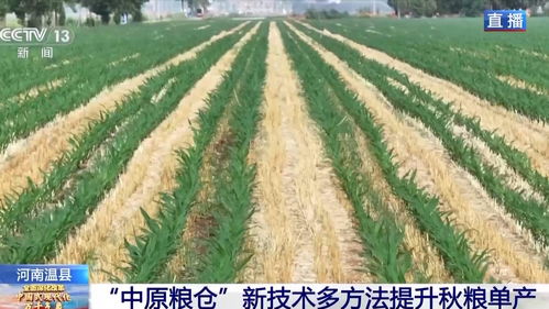 草甘膦喷洒后 作物收割时间揭秘