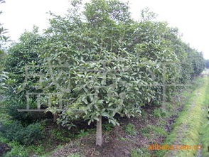 桂花苗木， 香飘四溢的美丽之选