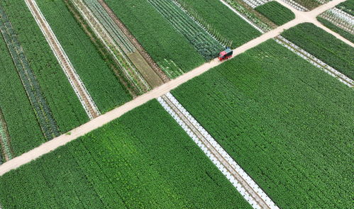 重庆王叔的教训