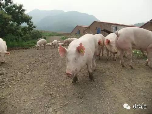 后备母猪初配不达标，如何让猪场生产成绩止跌回升