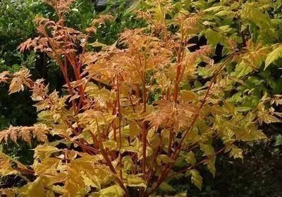 北方彩叶树品种的探索之旅