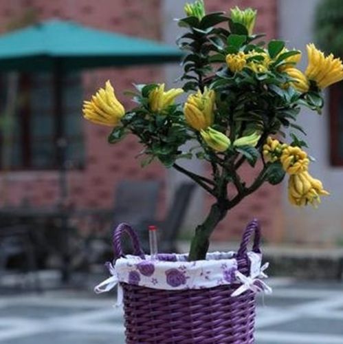 水果盆栽：大花盆的新宠