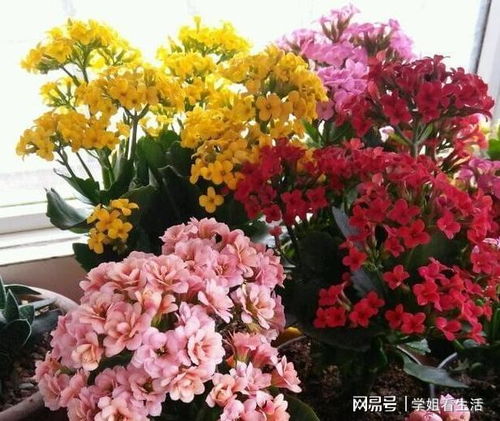 全年开花不断的是什么花？新手也能轻松养吗