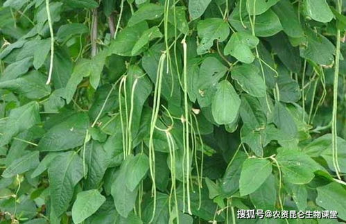 豇豆种植时如何防治病虫害，以及如何应对豇豆生长过程中常见的落叶问题