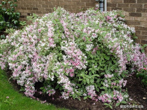 西北气候与植物种植