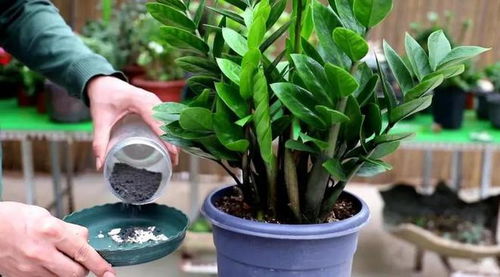 1、 适当的浇水