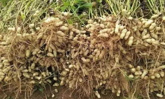 花生种植技术， 花生地瓜的健康之选