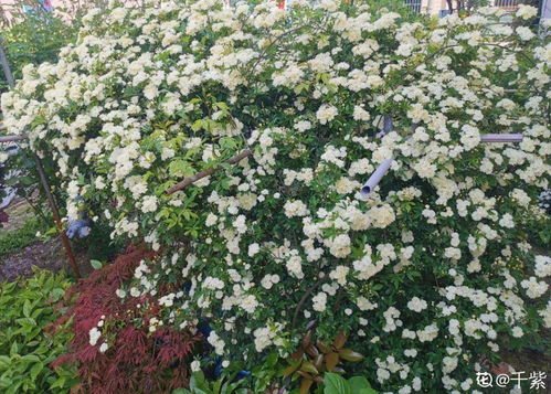 木香花，爬藤小Neng手