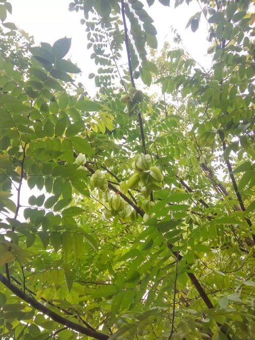 种什么树既美观又挡风？过来人告诉你答案