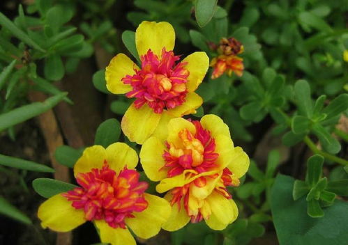 花市里的花花世界