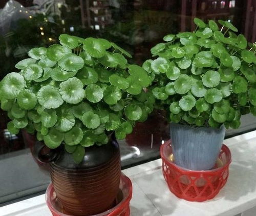 铜钱草如何养护使其茂盛如瀑布？