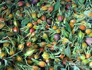 修剪后新芽发黑萎缩怎么办