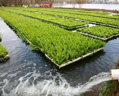 选择合适的鱼类