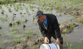 茭白田养泥鳅：探讨无公害套养技术