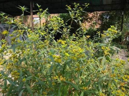 黄顶菊入侵，农业生态危机
