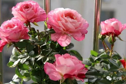 真美丽月季简介