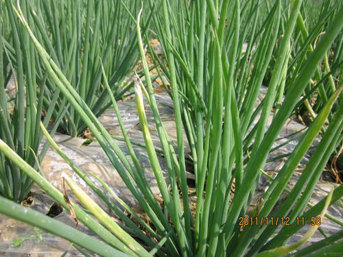 种植香葱最适合使用哪种肥料？