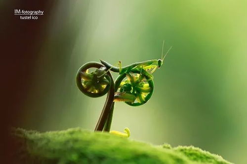 风滚草开花美图，这些绝美瞬间你见过吗