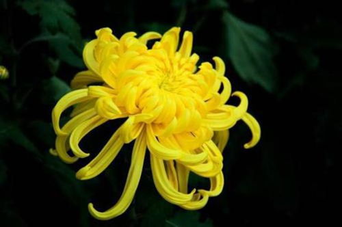 菊花象征高洁，不同颜色菊花有何特殊含义
