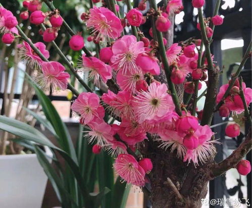 法国香水花如何进行科学的养护，才能保证其花朵鲜艳且香气浓郁