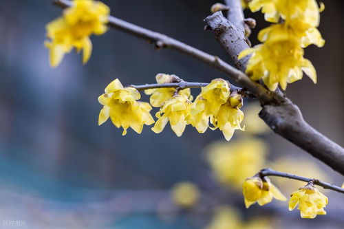 腊梅，那香气四溢的小精灵