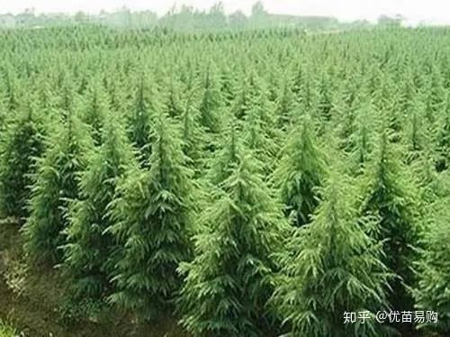 苗木整形修剪的关键期