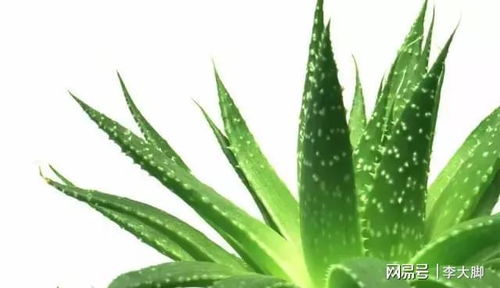 芦荟如何进入梦乡？