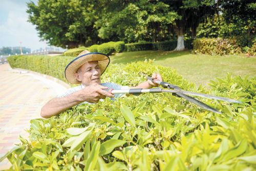 城市美容师：园林绿化工人的不平凡事迹