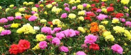 咸宁夏日花卉养护攻略：耐高温高湿的花卉推荐