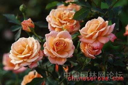 红帽子月季：红色的热情