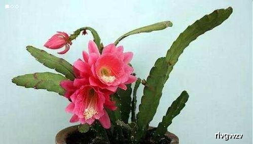 令箭荷花怎么养？学会这几点让它花开不断