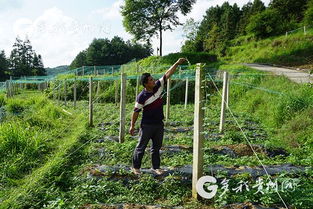 土地贫瘠，草种来帮忙