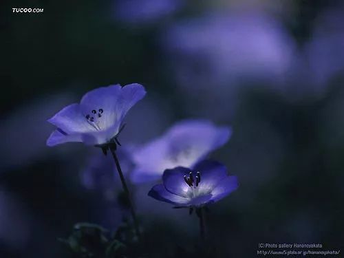 “悲伤之花，花开花落皆感人，花语独特，必看花卉推荐！”