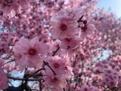 美人梅的“美”从何而来？为什么它不开花