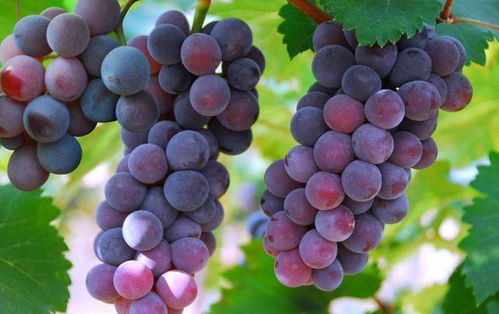 葡萄与赤霉素：一场特bie的邂逅