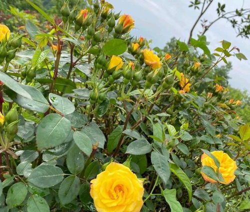 城市绿化， 庭院佳选