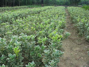 大叶黄杨会开花吗？揭秘它们的繁殖习性