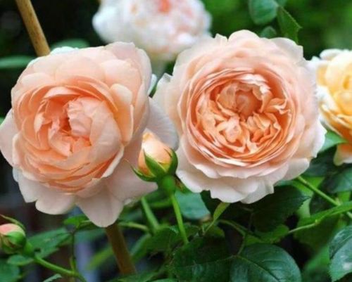 闻起来怎么样呢？