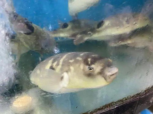河豚栖息地广泛，养殖法多样