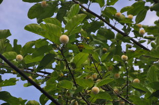 修剪的注意事项