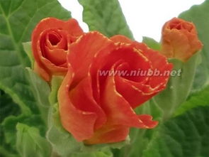 病虫害防治，也是一大挑战